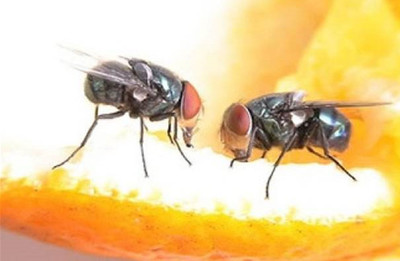 潜伏的餐桌危机 你所不知的食品“蝇吻”风险